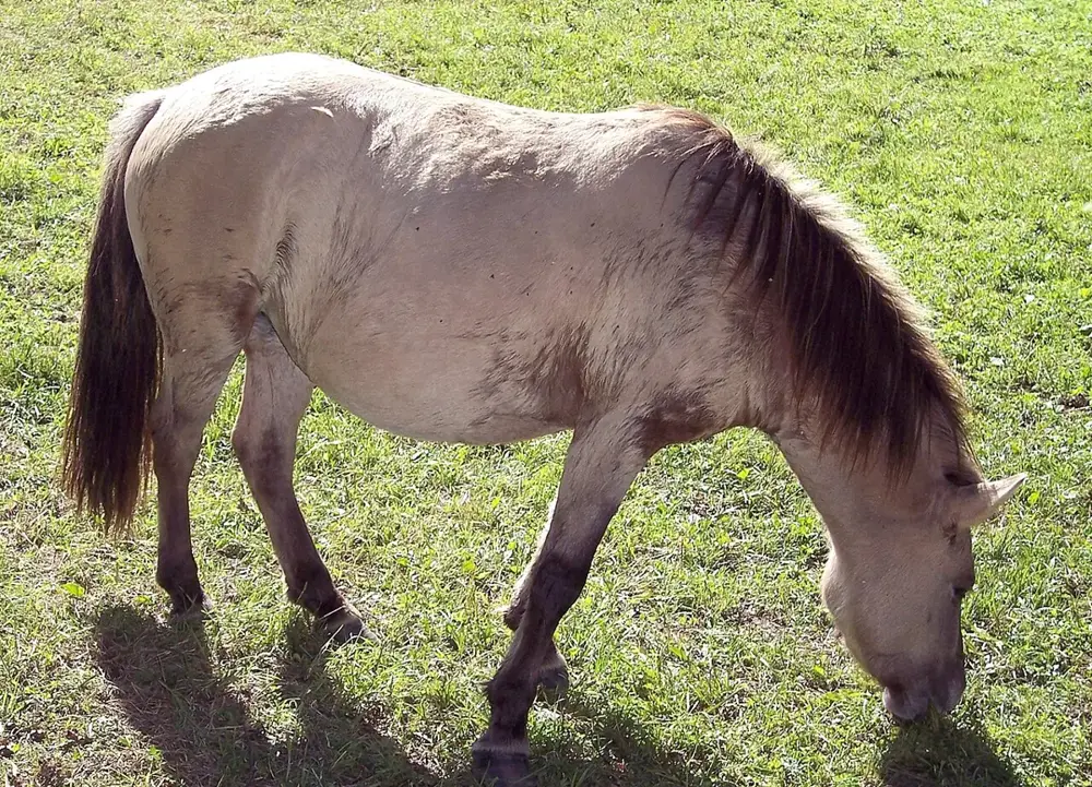 Saône. Cheval du marais