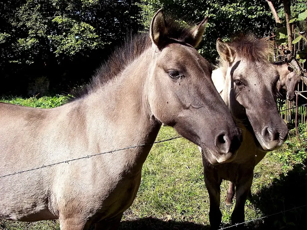 Saône. Chevaux du marais