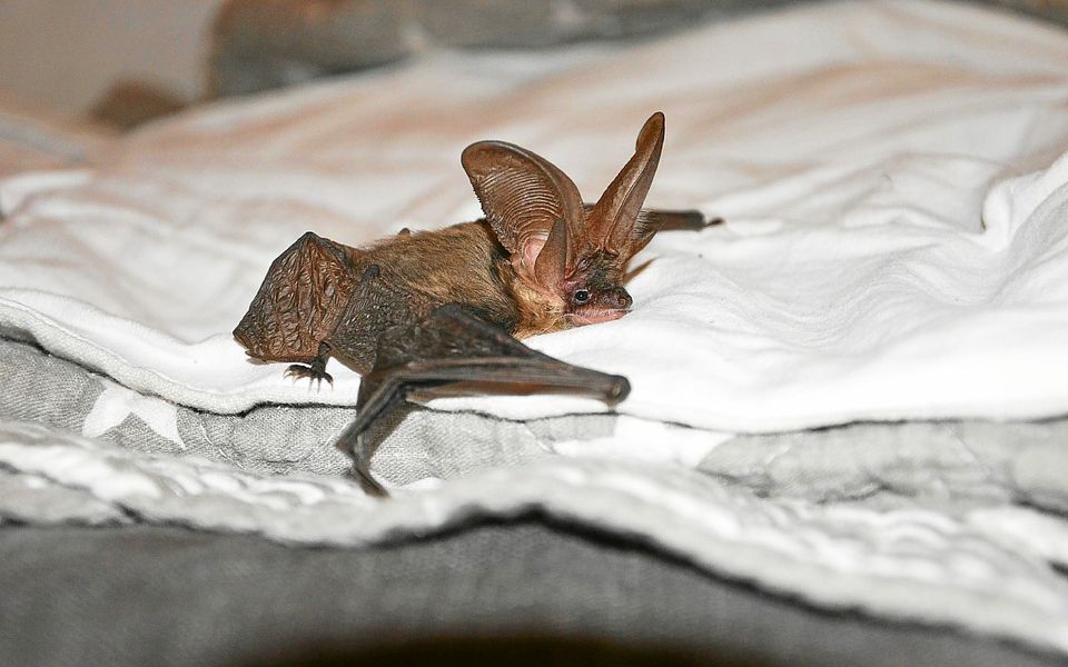 découvrez tout sur les chauves-souris à chalon-sur-saône : observation, conseils de protection et espèces locales. partez à la rencontre de ces animaux fascinants dans leur environnement naturel.