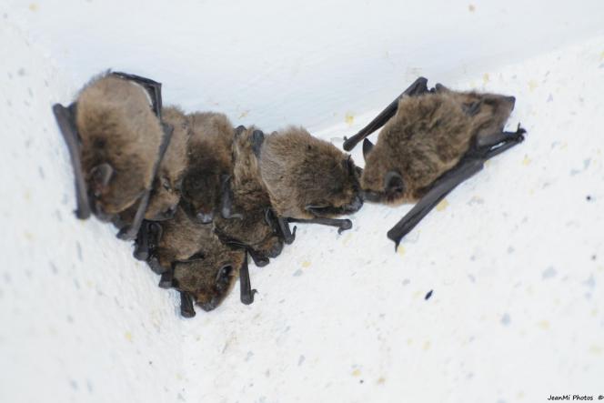 découvrez tout sur les chauves-souris à chalon-sur-saône : leur habitat, leur rôle dans l’écosystème local et les actions de protection menées dans la région.
